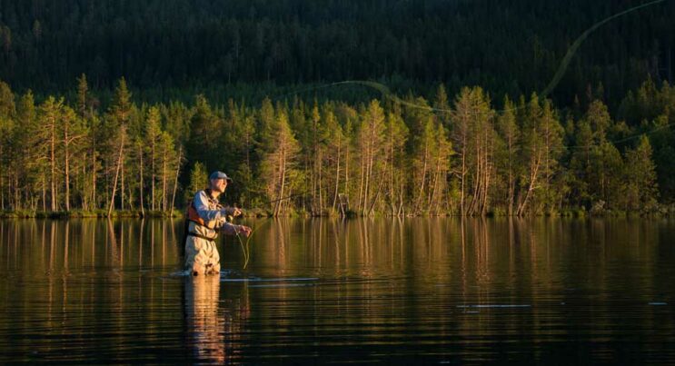 Man som flugfiskar i en sjö omgiven av granskog.