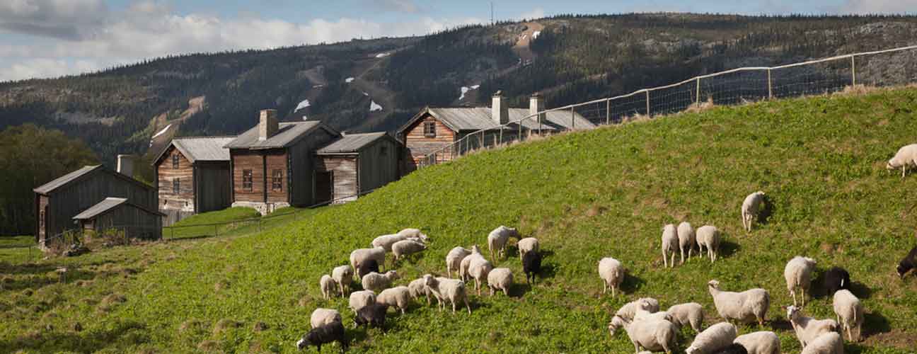 Hembygdsgården i Klövsjö med får i förgrunden.