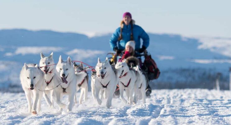 Ett spann med hundar som drar en släde.