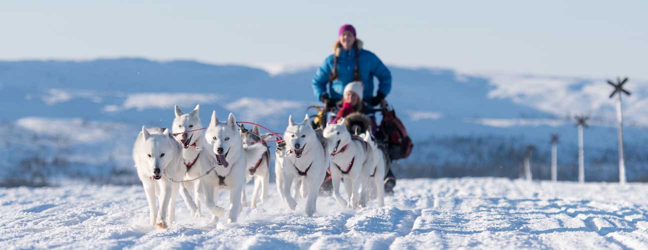 Ett spann med hundar som drar en släde.