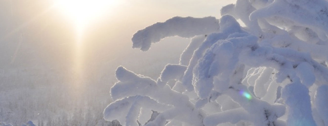 Snöiga kvistar med sol i bakgrunden i Vemdalen