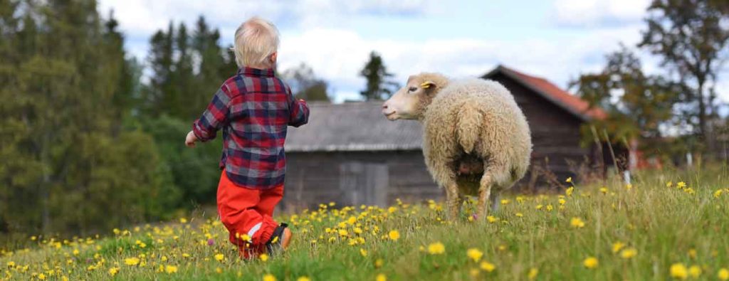 Barn som matar ett får på en äng.
