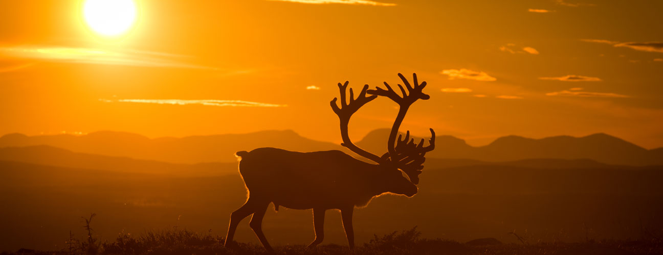 En ren i solnedgång på fjället i Vemdalen