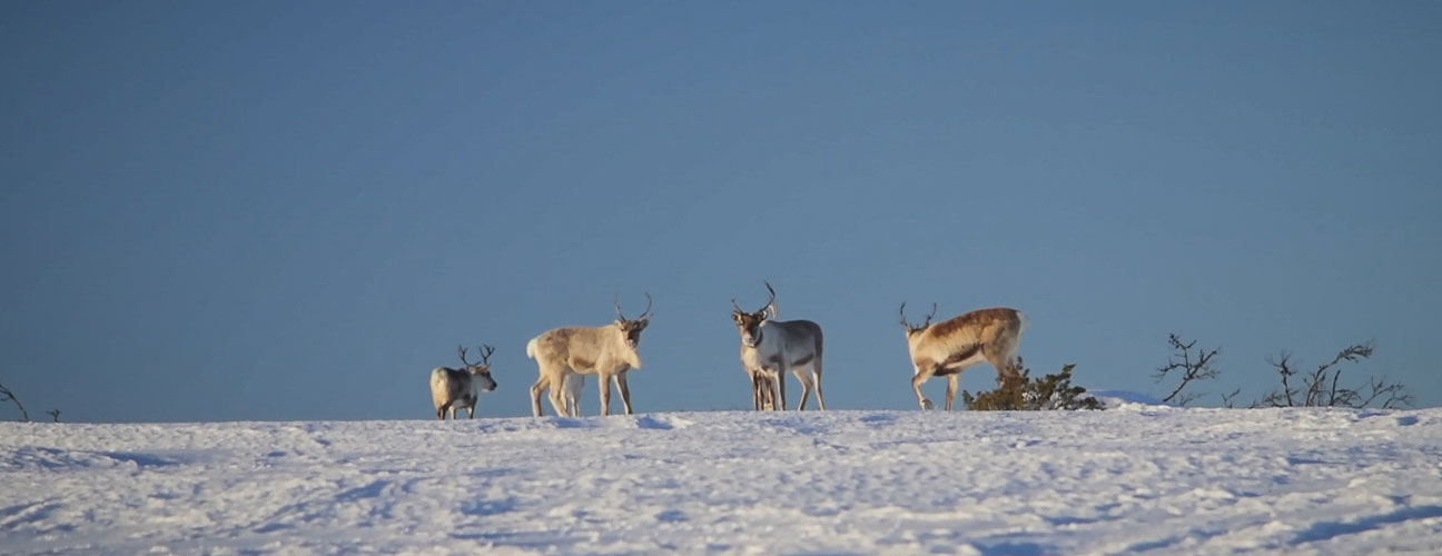 Renar som betar på fjället på vintern.