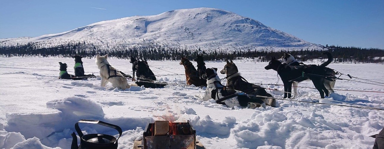 Hundar i ett hundspann vilar i snön med fjäll i bakgrunden. Howling dog farm