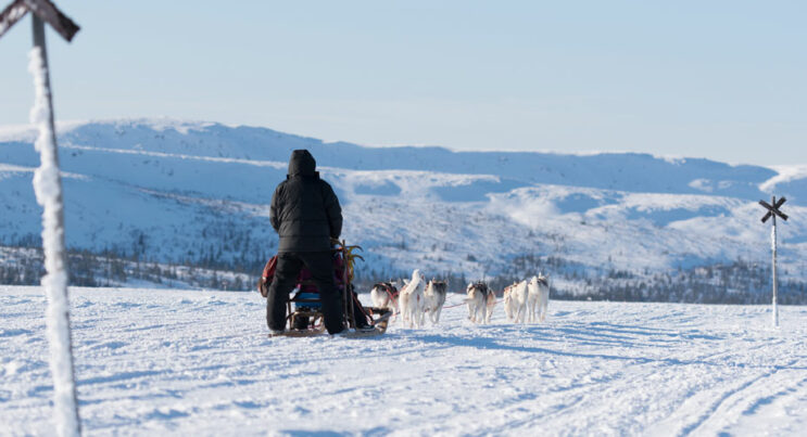 Hundspann i Vemdalen, med 10-tal huskys som drar hundspannet genom ett snörikt landskap med ledkryss i förgrunden