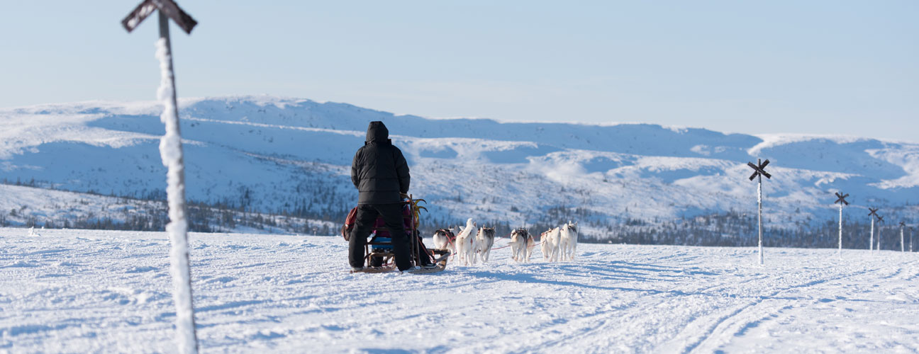 Hundspann i Vemdalen, med 10-tal huskys som drar hundspannet genom ett snörikt landskap med ledkryss i förgrunden